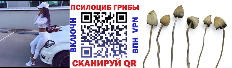 Купить  Болгар  Псилоцибиновые грибы Psilocybine cubensis 